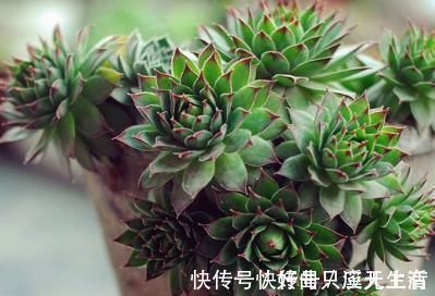 爆盆|为何别人的肉肉轻松就爆盆,原来他们种了这种会生“宝宝”的多肉