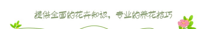 几种花养家里空气好、有益于身体健康!