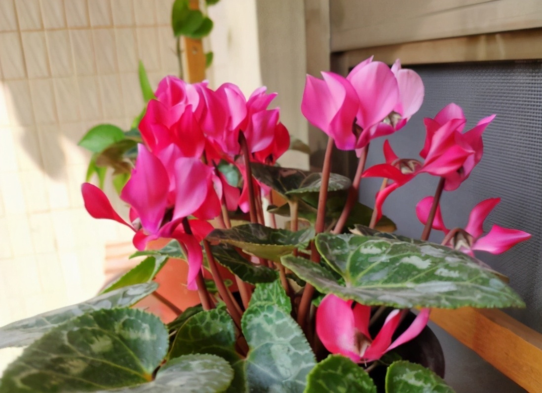 根系|养花记住6句“浇水口诀”,新手最适用,再也不会干根烂根了