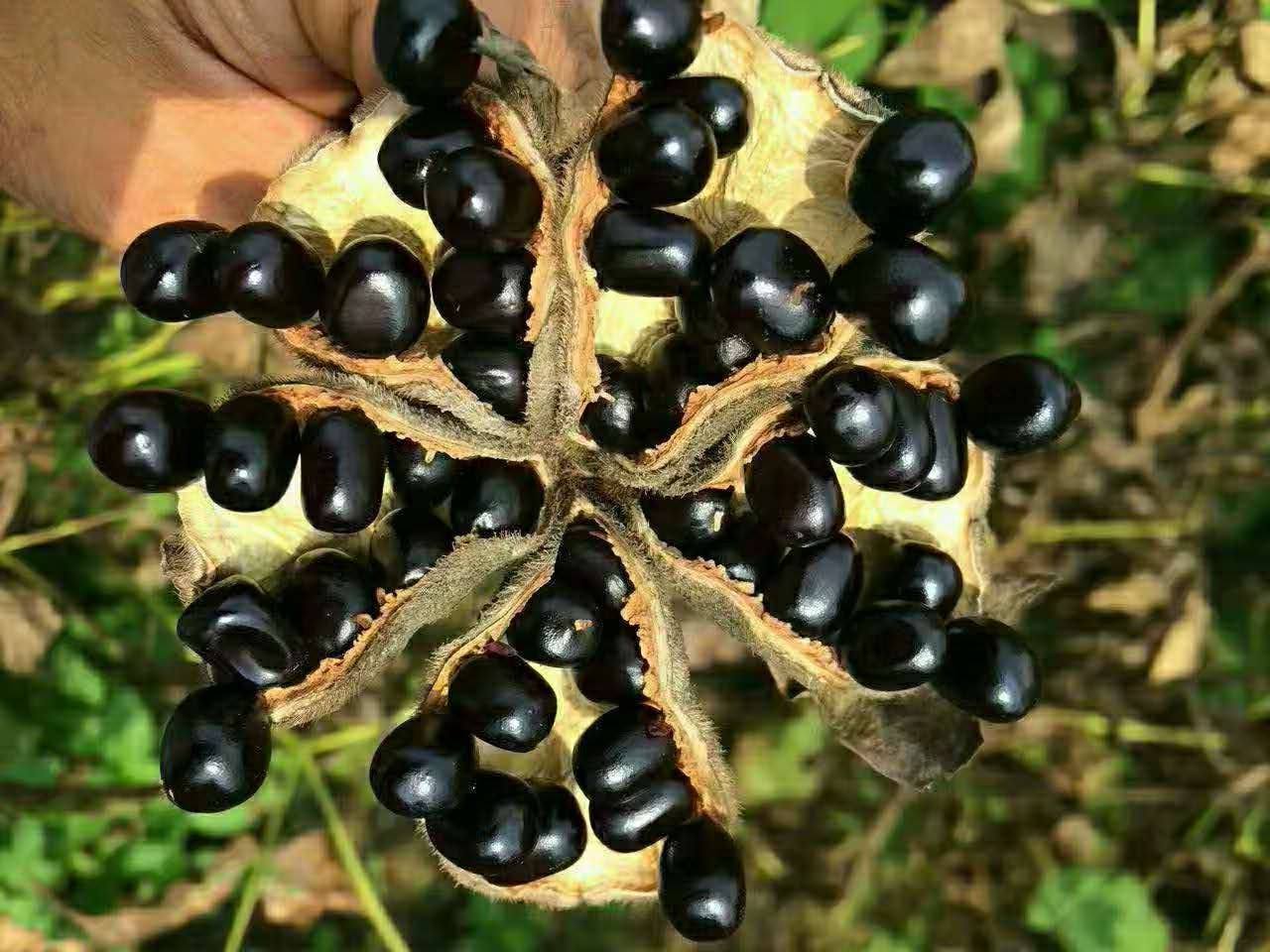 食用油|牡丹籽油为何这么贵?看完你就发现太值了