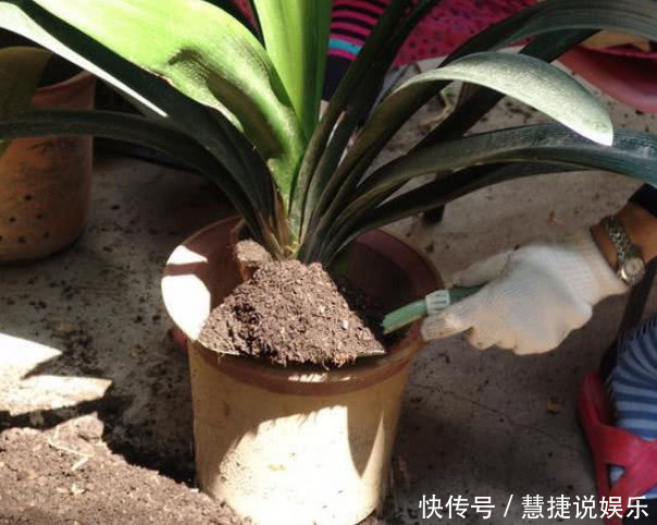 松针土|手把手教你“君子兰”换盆,做好关键几点,年年开花不断,长得旺