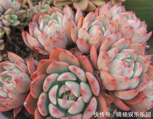 肥厚|给多肉喂2种肥水,15天喝一次,叶片圆滚滚,长成肉墩子!