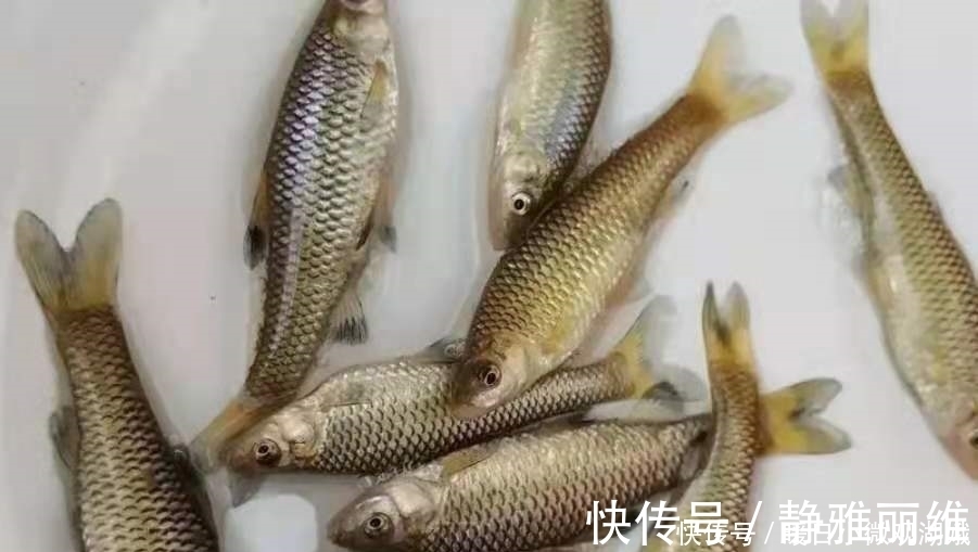 如何从杂鱼堆中钓获大板鲫？果断试用这3招，钓上的鱼巴掌大