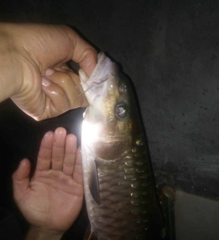 罕见!男子桥下钓起“铁甲草鱼”,网友:好多年没见过