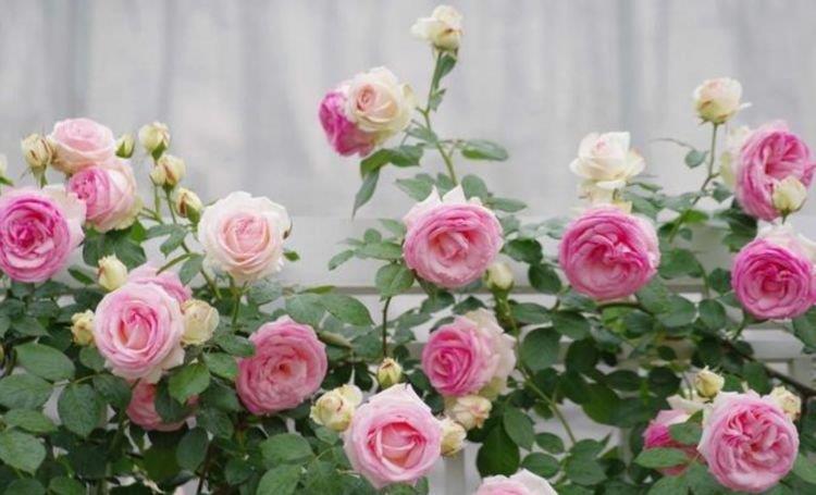 庭院选这几款花,花姿妖娆,花大多又艳,一开就是300多天!