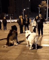 |搞笑GIF:虽然不知道小姐姐在讲什么,但你的笑容很甜啊