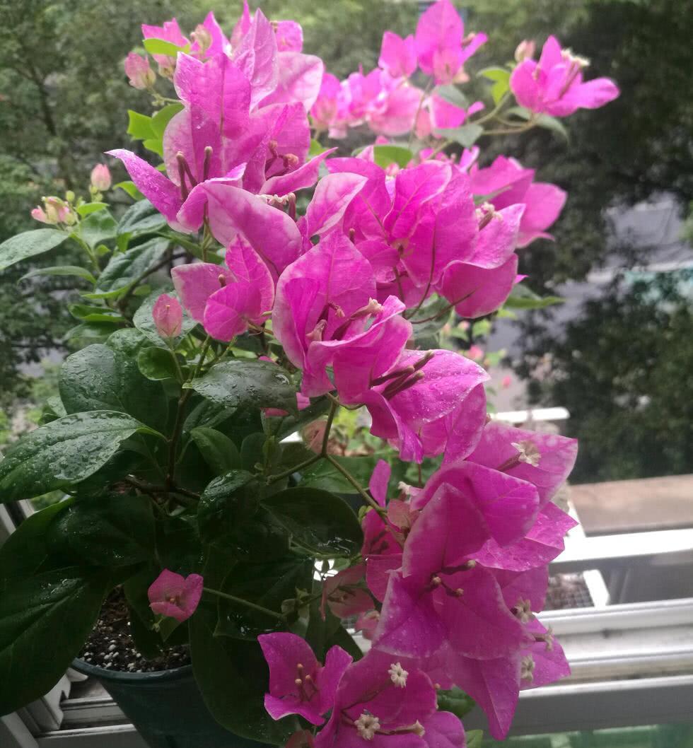 有机肥|让三角梅顺利开花,做好三步,花开大半年,比枝叶多