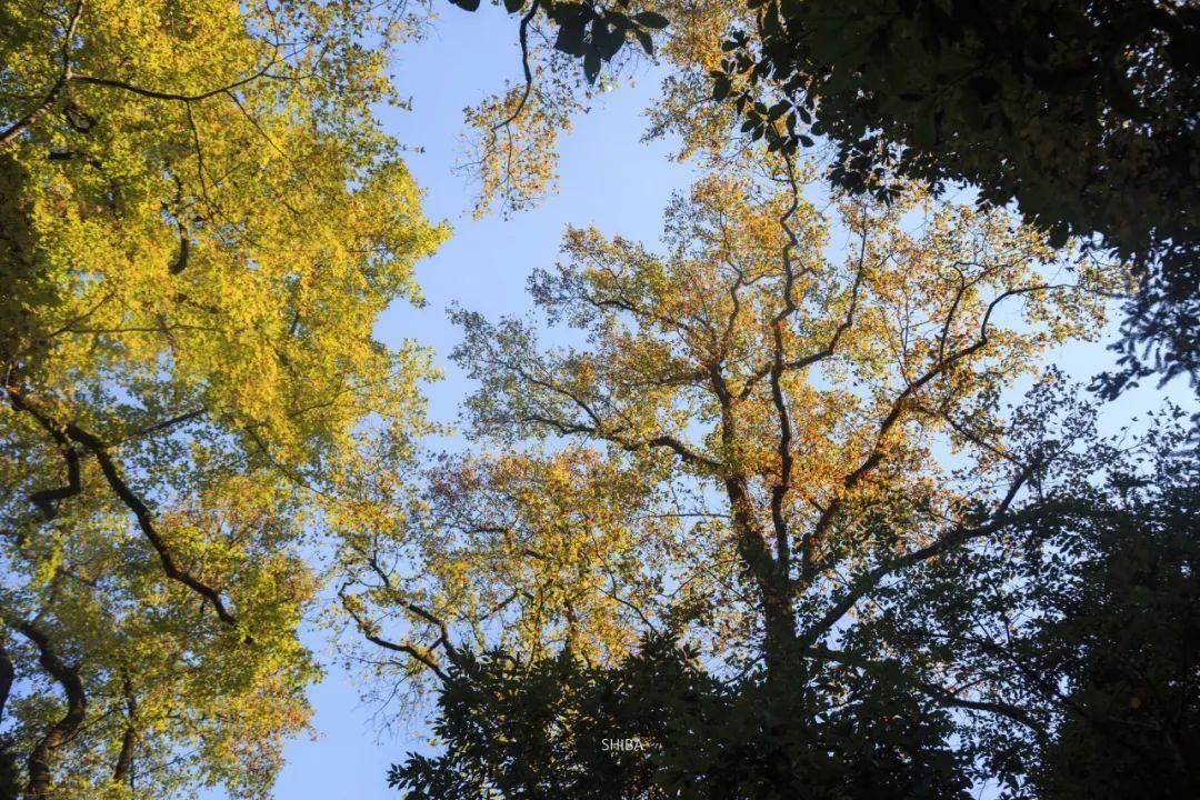 初冬|风光正好，枫叶已红！温州这些初冬美景，等你来赏~