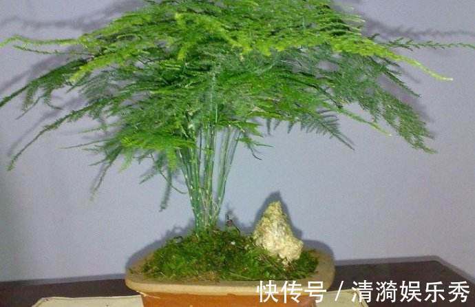 每月给文竹盆里埋几颗“豆”，新芽蹭蹭冒，一年花开就结果！