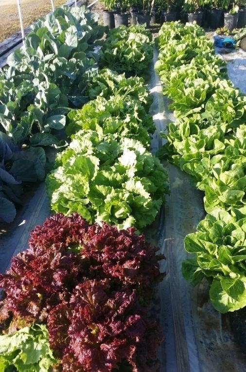 纱布袋|都是自家种菜,邻居大叔直接用纱布袋几十天一丰收,多的还能拿去卖