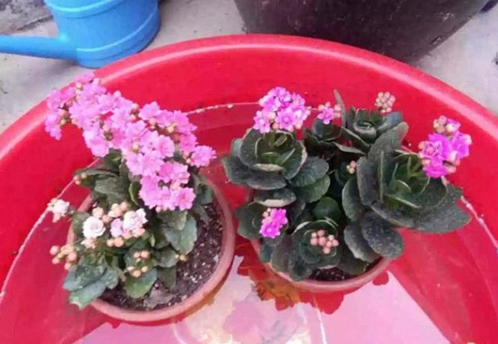 花店老板绝不外传的浇水方法,学会浇水“小技巧”,养啥花都旺!