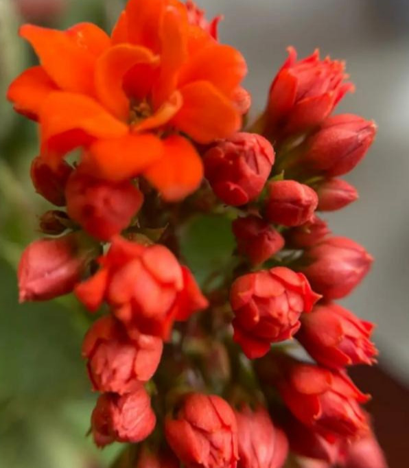 花色|75个长寿花品种，一个比一个美，一起来认识一下吧！
