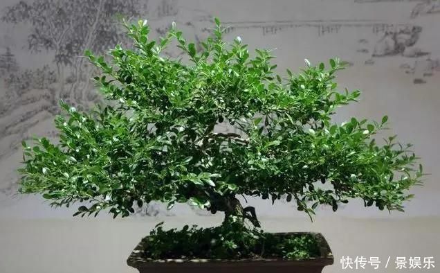 10年前一盆上万,10年后一盆十块,烂大街的黄杨,被玩坏的盆景