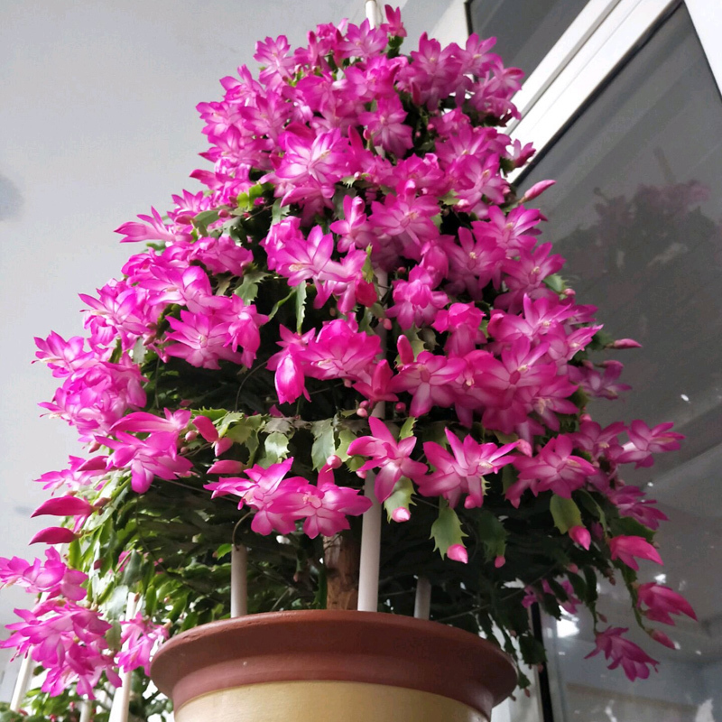 盆栽蟹爪兰这样配土,简单实用,叶片肥厚开花还多!