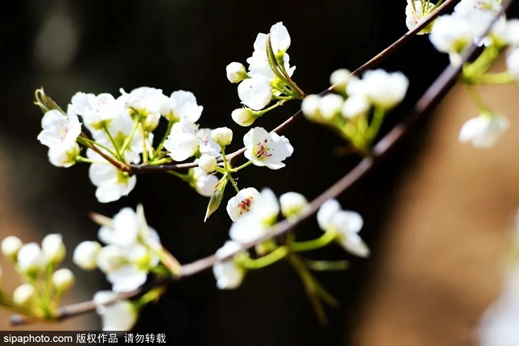 京城赏花！北京这几个地方梨花已开！花期不等人，快快约起来！