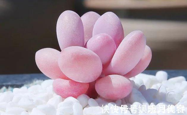 叶片|养多肉选择这四种,容易出状态,还好养,价格低到不想买