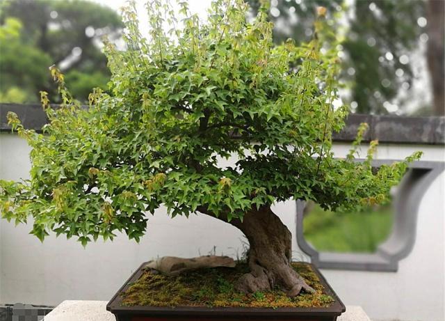 新手老桩盆景咋那么多老匠人学会5大“盆景嫁接法”就有了