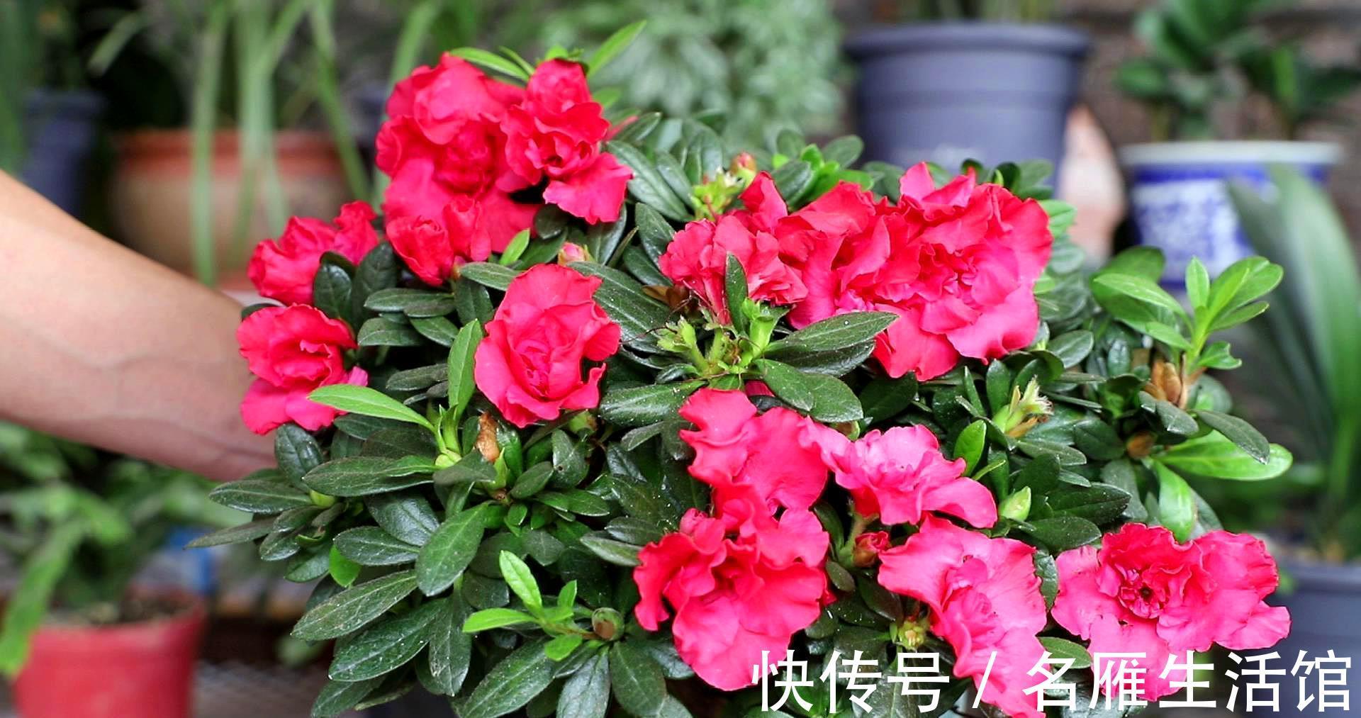 杜鹃花|进入三伏天，杜鹃花太难养，掌握3个养护策略，轻松度夏