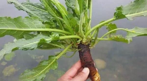 价值|根茎却藏有“黄金”像菠菜的野草,是上等的珍贵药材你们见过吗