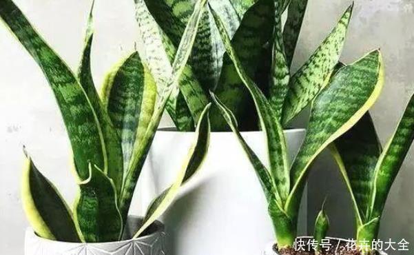 打开虎皮兰这个神秘机关,生长冒芽摁不住,还不知道的赶紧了解