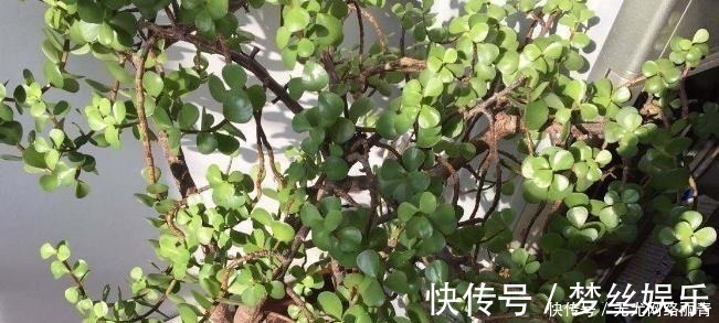 金枝玉叶|5年前养了一盆“野草”,邻居们很羡慕,说是“金枝玉叶”