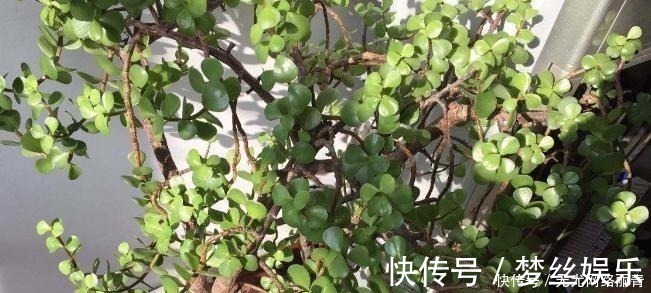 金枝玉叶|5年前养了一盆“野草”，邻居们很羡慕，说是“金枝玉叶”