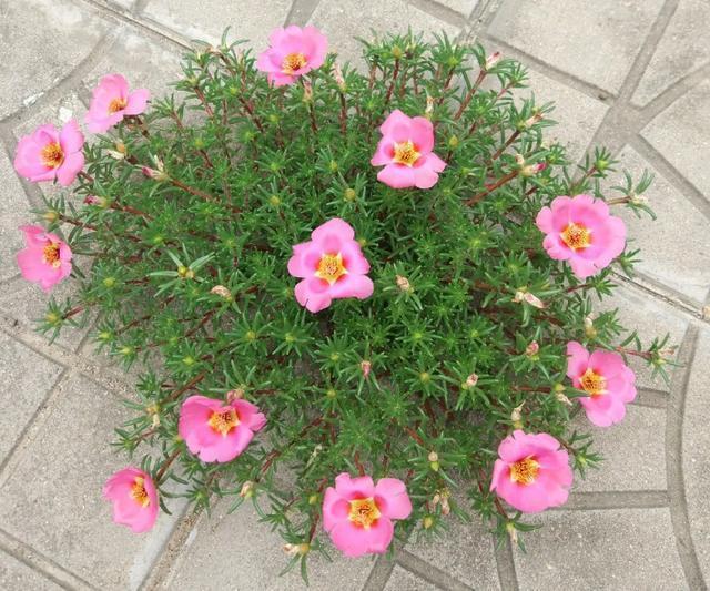 朱顶红|真正的花坚强，墙缝、地缝都能长，开花特别旺！