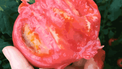 鸡蛋|做西红柿鸡蛋汤,不要先加水,掌握好顺序,蛋花漂亮、味道鲜美