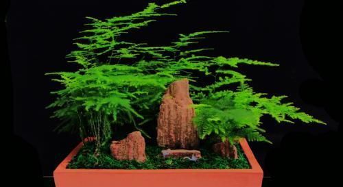 养花不死，全靠盆土，用这个土养花，能活几十年