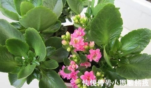 施肥|长寿花,用2个“窍门”,叶片就像“猪耳朵”,花儿紧凑上千朵