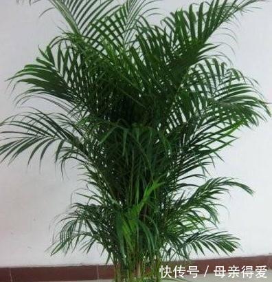 家里养4种观叶树，大气，档次，空气一级棒