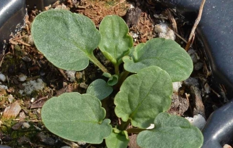 杀虫剂有害健康,养花就该巧用这些手段消灭害虫,保护环境