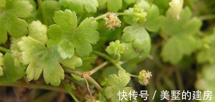 鹅不食草|名字叫“鹅不食草”的植物有哪几种，你知道吗？