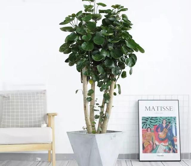 农历九月十八霜降后，养什么花？家里养3种花，三阳开泰财源广进