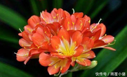 4种花是爆盆能手,开起花来“拦”不住,家里养一盆,招财又纳福