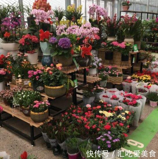 在花市看到3种花,再喜欢也不要买,带回家养不活白费力