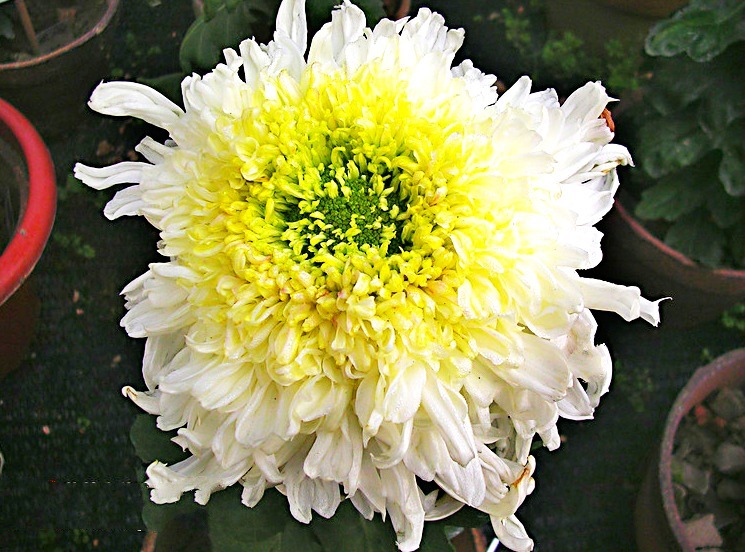 喜欢菊花,就养盆“菊中珍品”西施倩装,似翡翠玉衣,矜持舞魅