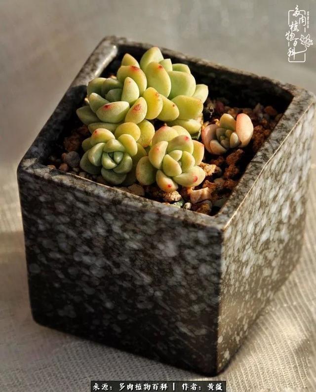 养了三年多肉，终于明白佛系养肉才是王道！