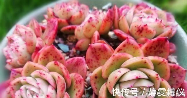 多肉|冬天多肉看起来无精打采浇水时注意5点，棵棵精神饱满