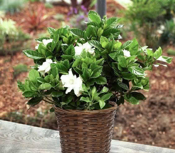 公认难养活的花,你可别轻易买,别中了商家的“邪道”,白花钱