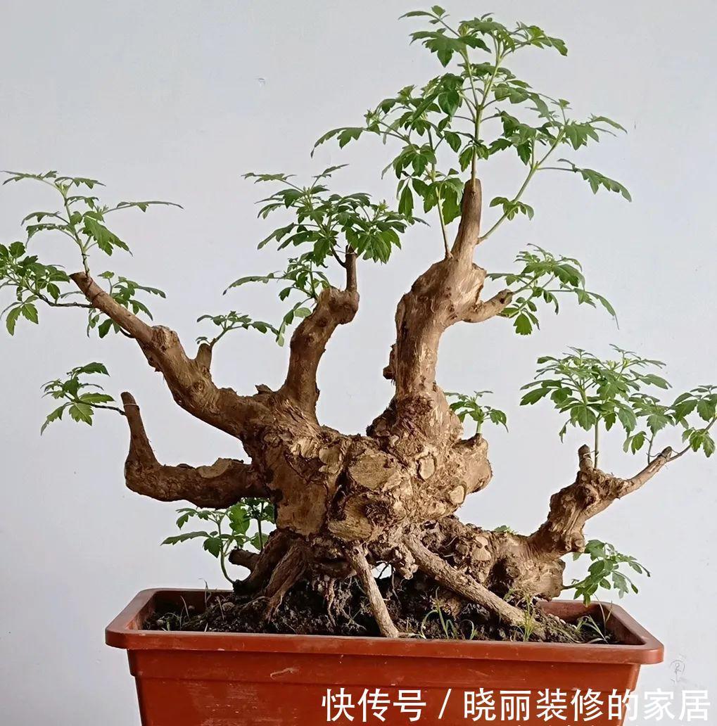 台友们|精辟：黄荆盆景造型，需体会“蟠扎骨架，修剪成型”！