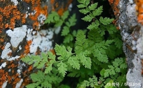 功效|农村这种常见的野草，有很好的清热解毒和止血的功效，见到要珍惜