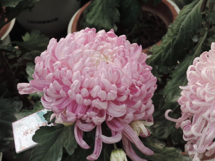 喜欢菊花,不如养盆“精品玫瑰”格拉汉托马斯,雍容华丽高雅丰满