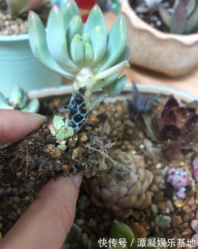 6种花淋雨就会“烂”，下雨最好放屋里，别忽视