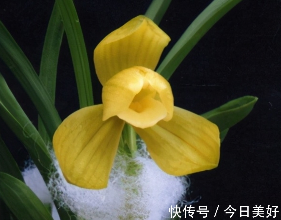 孤品|千万级别的天价孤品荷瓣兰,为何受追捧?如今还能见到吗?