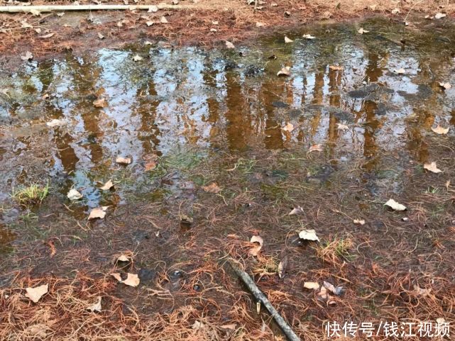 了不起！杭州发现3亿年前活化石！规模之大，全国罕见