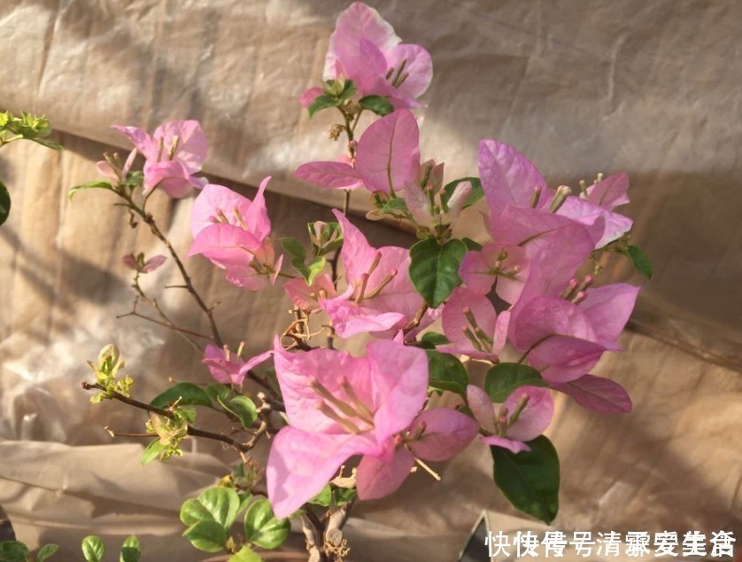 根系|三角梅只长叶子不开花,赶紧剪一刀、虐一虐,花呼呼全开!