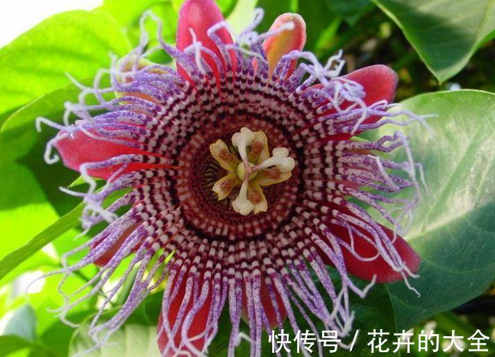 日轮花|从8月24日开始,家养此款花卉,随意养都爆盆,花开上千朵