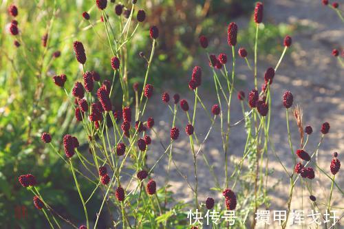 农村|农村一种野草，果实似香肠，药用价值高，做腌菜有一绝，你认识吗