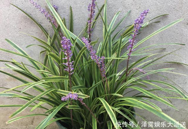 农村田野里,有1种“麦冬草”值钱,如今在公园也有,看到请保护